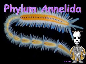 Sea mouse Sea mouse