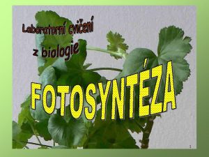 1 2 3 4 Pokusn rostlina pelargonie Pelargonium