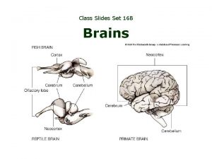 Class Slides Set 16 B Brains The brains