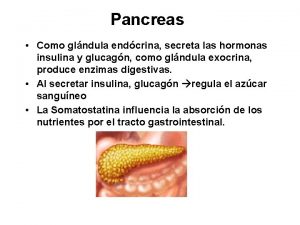 Pancreas Como glndula endcrina secreta las hormonas insulina