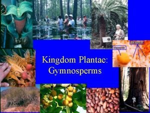 Kingdom Plantae Gymnosperms Gymnosperms Phylum Cycadophyta cycads Phylum