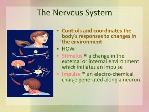Which system coordinates the body's response to changes