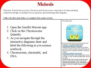 Meiosis Objective Review the processes of meiosis and