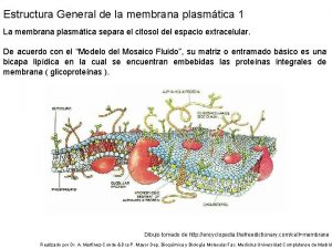 Estructura General de la membrana plasmtica 1 La