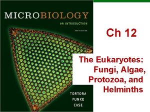 Ch 12 The Eukaryotes Fungi Algae Protozoa and
