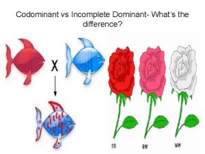 Codominance vs incomplete dominance