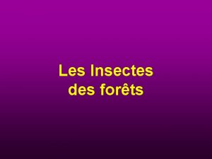 Les Insectes des forts Questce quun insecte Embranchement