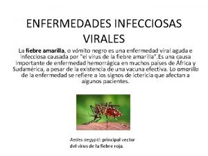 ENFERMEDADES INFECCIOSAS VIRALES La fiebre amarilla o vmito