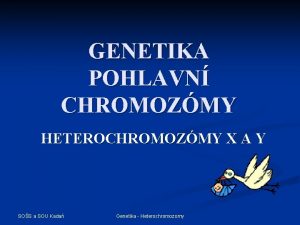 GENETIKA POHLAVN CHROMOZMY HETEROCHROMOZMY X A Y SOS