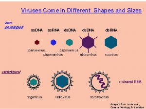 Retrovirus Partikkel genom og proteiner Figure 1 Retroviral