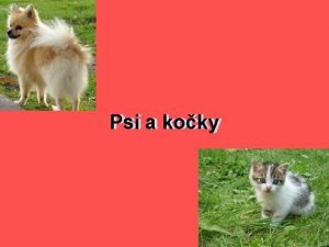 Psi aa koky Psi vod Pes je psovit