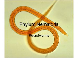 Phylum Nematoda Roundworms monsters inside me roundworms Taxonomy
