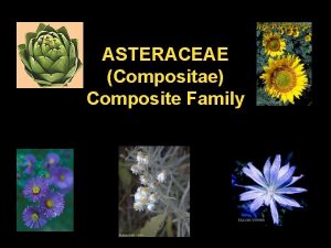 ASTERACEAE Compositae Composite Family Leaves alternate or opposite