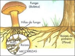 MICORRIZAS Etimolgicamente la palabra se ha formado del