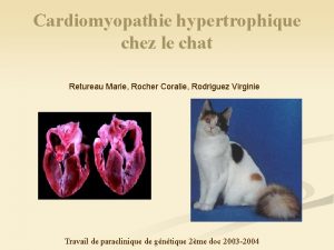 Cardiomyopathie hypertrophique chez le chat Retureau Marie Rocher