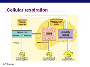 Cellular respiration AP Biology Cellular Respiration Stage 1