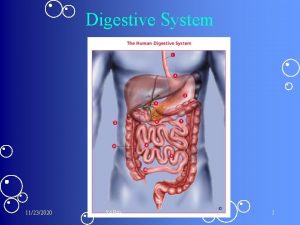 Digestive System 11232020 SAP 4 a 1 SAP