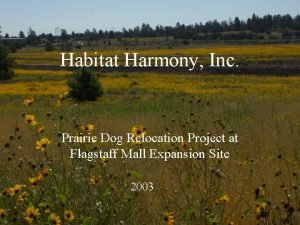 Dog habitat project