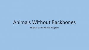 Animal without backbones