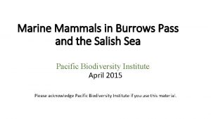 Marine Mammals in Burrows Pass and the Salish