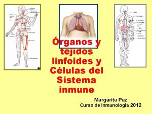 Organos linfoides primarios y secundarios