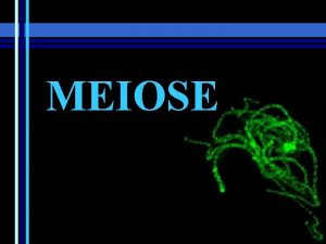 Cromossomos meiose Cromossomos meiose