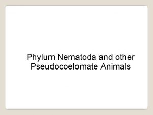 Nematodes acoelomate