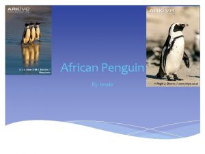 African Penguin By Jessie Habitat The African Penguin