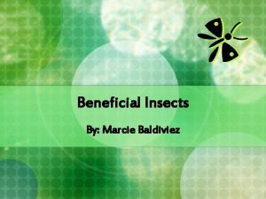 Beneficial Insects By Marcie Baldiviez Are all insects