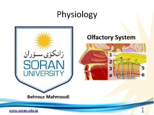 Physiology Olfactory System Behrouz Mahmoudi www soran edu