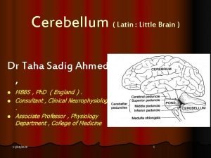 Cerebellum Latin Little Brain Dr Taha Sadig Ahmed