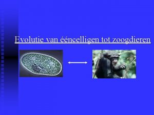 Evolutie van ncelligen tot zoogdieren Inhoudsopgave 1 2