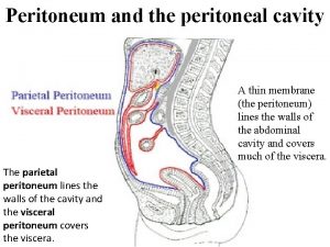 What is the peritoneal cavity
