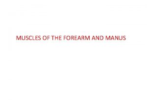 MUSCLES OF THE FOREARM AND MANUS A Extensor