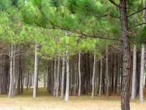 Conservacin y Manejo Sustentable de los Bosques de