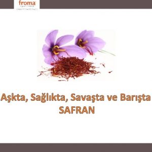 Akta Salkta Savata ve Barta SAFRAN Safran crocus