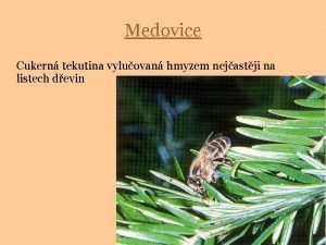 Medovice Cukern tekutina vyluovan hmyzem nejastji na listech