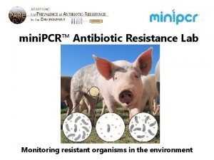 Primers dna Primers dna