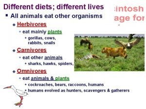 Different diets different lives All animals eat other