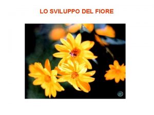 Fiore struttura