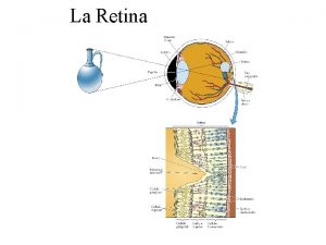 La Retina La Retina Coni e bastonceli LA