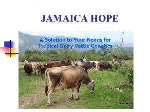 Jamica hope
