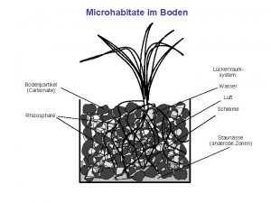 Microhabitate im Boden Lckenraumsystem Bodenpartikel Carbonate Wasser Luft