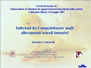 Infezioni da Campylobacter negli allevamenti avicoli intensivi Tavola