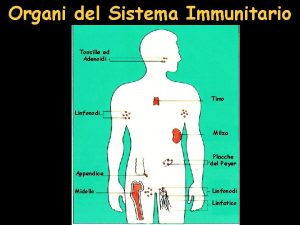 Organi del Sistema Immunitario Tonsille ed Adenoidi Timo