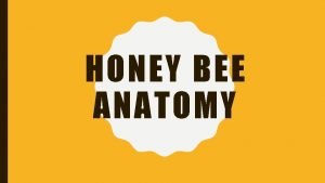 Anatomy of honey bee