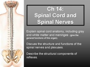 Ch 14 Spinal Cord and Spinal Nerves Explain