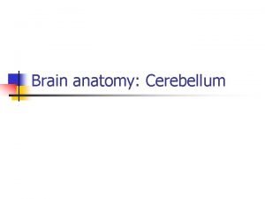 Brain anatomy Cerebellum Cerebellum n n n The