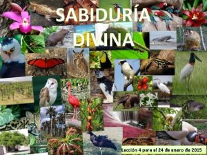 SABIDURA DIVINA Leccin 4 para el 24 de