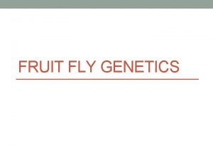 FRUIT FLY GENETICS DO NOW TUESDAY Lets see
